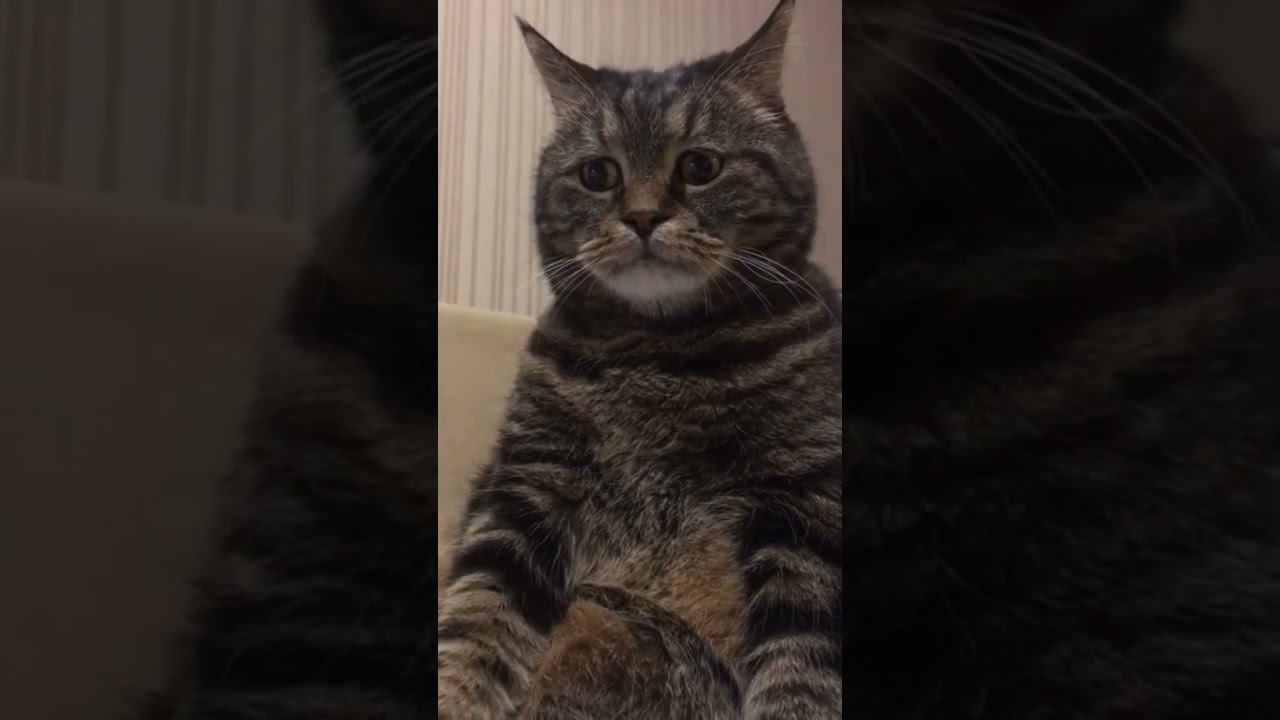 самый грустный котик смотреть онлайн