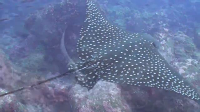 Galapagos Islands 2012 смотреть онлайн