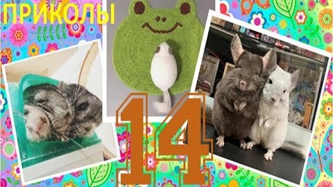 Лучшие приколы про ШИНШИЛЛ! Смешные ШИНШИЛЛЫ! Funny Chinchillas❤#14
