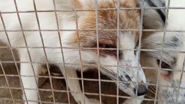 Лисушки - красотушки смачно угостились фундуком! The pretty foxes were deliciously treated to nuts! смотреть онлайн