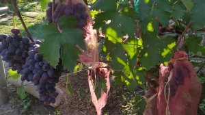 Интересная форма винограда Перцовый черный,селекции Калугина В.М. ,раннего срока созревания