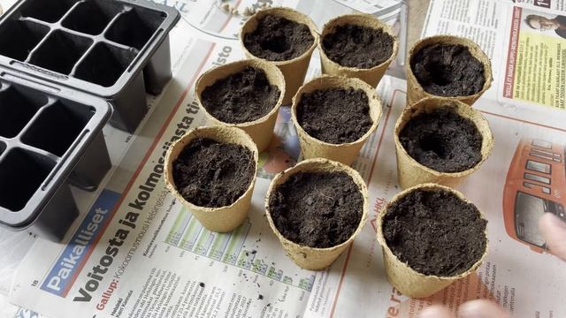 Посадка настурции на рассаду