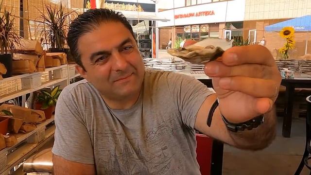 Дикая Природа в Городе