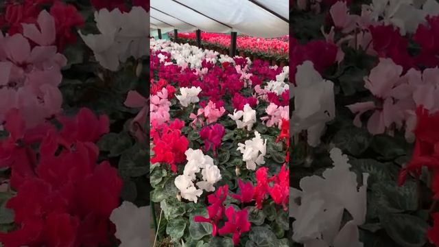 Цикламен из нашей рассады ? смотреть онлайн