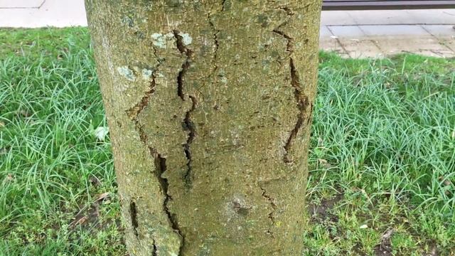 Red Horse Chestnut (Aesculus x carnea) - trunk close up - April 2018 смотреть онлайн