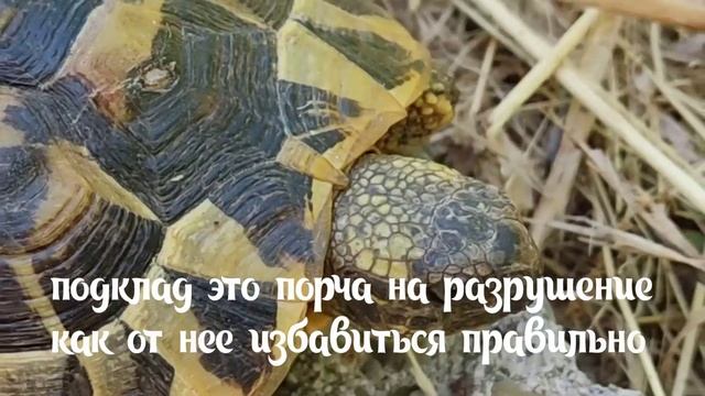 Подклад это порча / как избавиться от подклада смотреть онлайн