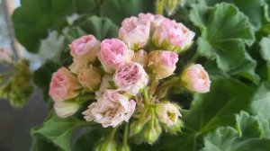 Анна- Жанет пеларгония