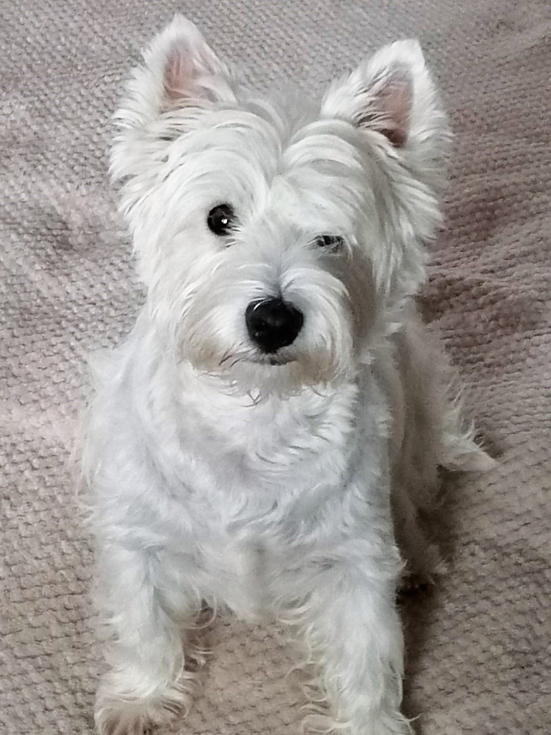 УЛЛИ И ЕЕ ЛЮБИМЫЕ ИГРУШКИ! (УЛЛИ - Вест-хайленд-уайт-терьер) смотреть онлайн