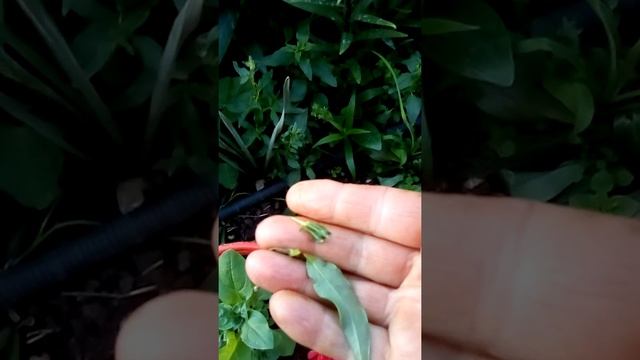 Уничтожаю минирующую моль,тлю и прочих вредителей!#вредителиогородные смотреть онлайн