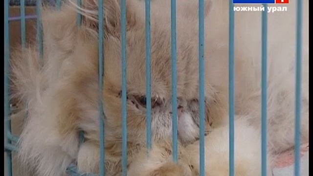 Почему создали музей спасенных животных? смотреть онлайн