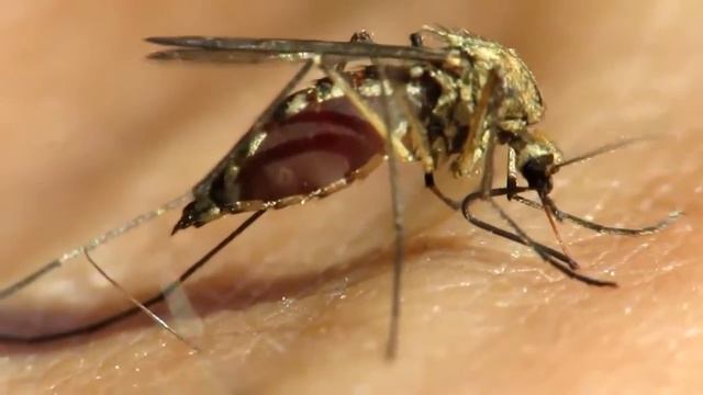 Серебряные котята