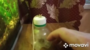 Ловушка для аквариумных улиток.