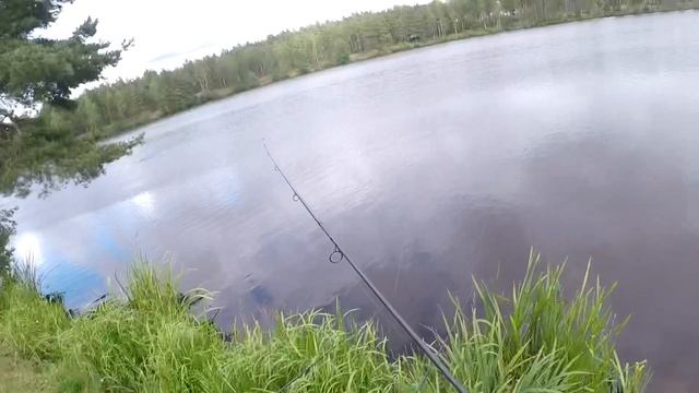 Ловля карпа в корягах 30+ поклёвок за сутки, секреты/история прудов Алберта смотреть онлайн