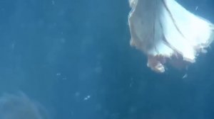 ПИРАНЬИ В ДЕЛЕ | они нападают на всё что движется