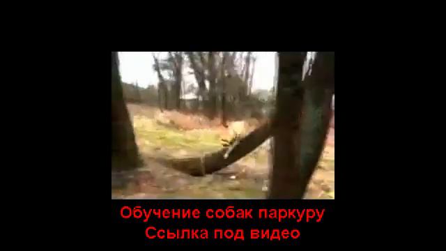Собачий паркур.Легендарный пес ТреТ. смотреть онлайн
