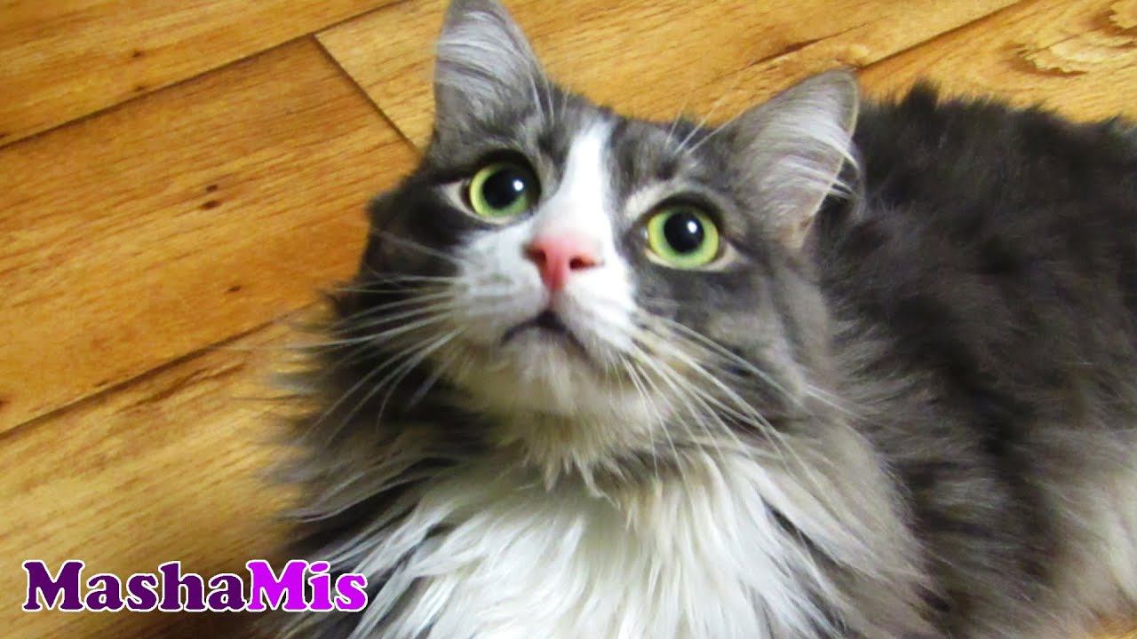 ПОСМОТРИТЕ КАКОЙ ПОСЛУШНЫЙ КОТ смотреть онлайн