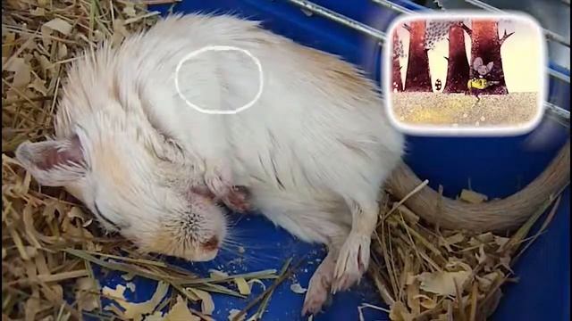 Сон мыши смотреть онлайн