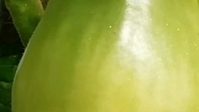 Какой сорт помидор выбрать?! Решать вам! смотреть онлайн