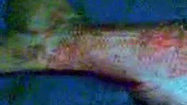 Толстолобы за 30 кг и сазан. Начало 2000 годов! смотреть онлайн