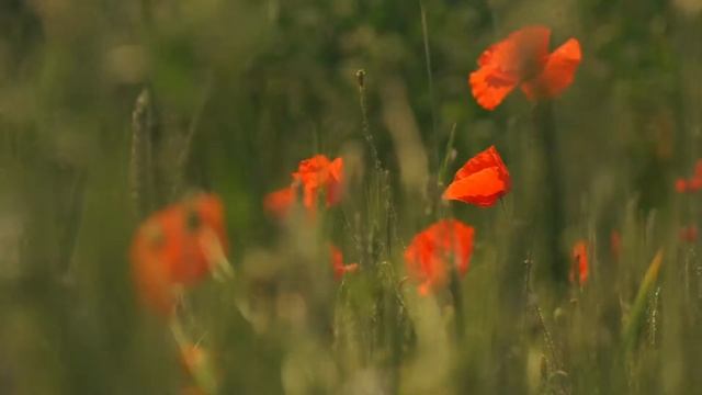 Insight professional - LIFE | Профессиональная Эко косметика для волос смотреть онлайн