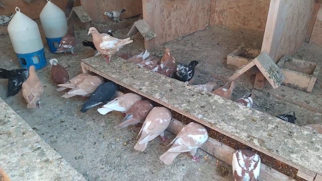 Спортивные голуби 2020  meulemans