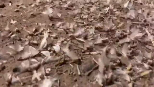 Бабочки однодневки в Астраханской области