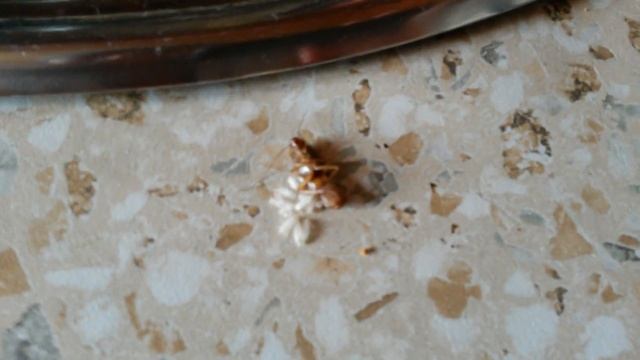 Замочила семейство тараканов смотреть онлайн