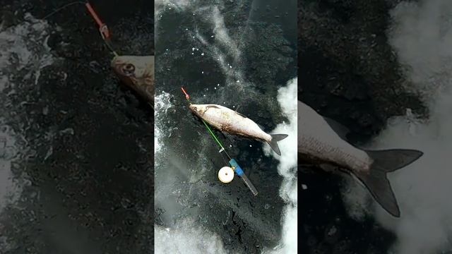 Крупный сиг. ?? онего.20 марта 2023 года. смотреть онлайн