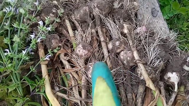 СДЕЛАЙТЕ ТАК ПОСЛЕ ВЫКОПКИ ЧЕСНОКА и он будет долго храниться, будет сочный и вкусный. смотреть онлайн