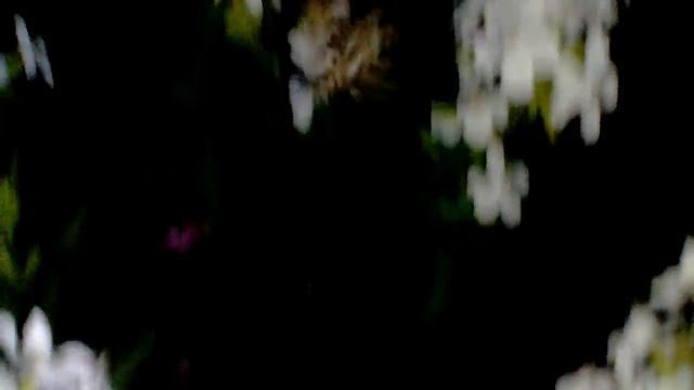 Калибрия в сибири смотреть онлайн