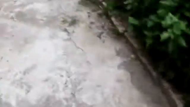 Кот ты чей смотреть онлайн