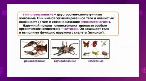 Биология. 7 класс. Особенности внешнего строения беспозвоночных и позвоночных животных /02.10.2020/