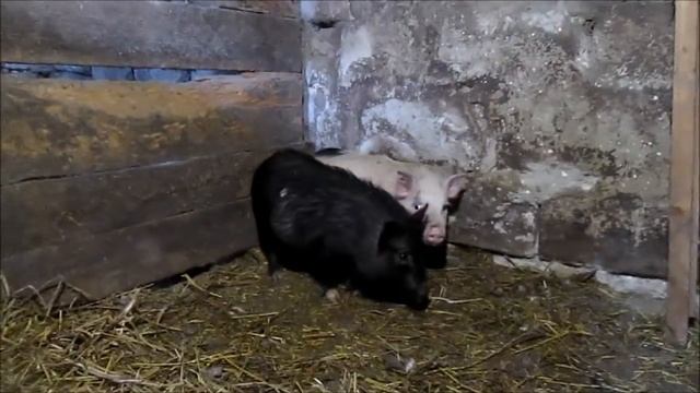 Плюсы деревни! Вьетнамские вислобрюхие свиньи! // из Города в Деревню! смотреть онлайн