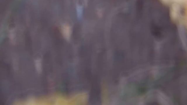 Копия видео "Златозар 3 месяца" смотреть онлайн
