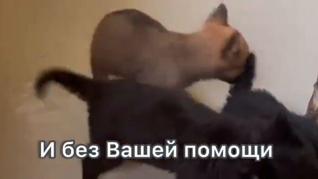 Корм. Еда. Это нужно всегда!