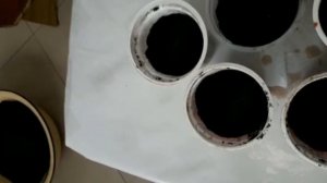 Рассада петунии - пересадка из торфяных таблеток