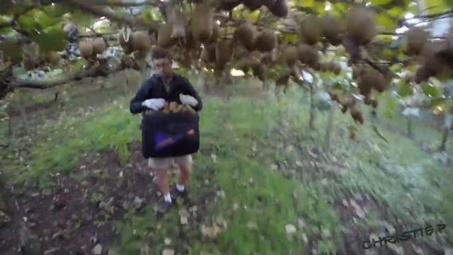 KIWI FRUIT PICKING | NEW ZEALAND ADVENTURE смотреть онлайн
