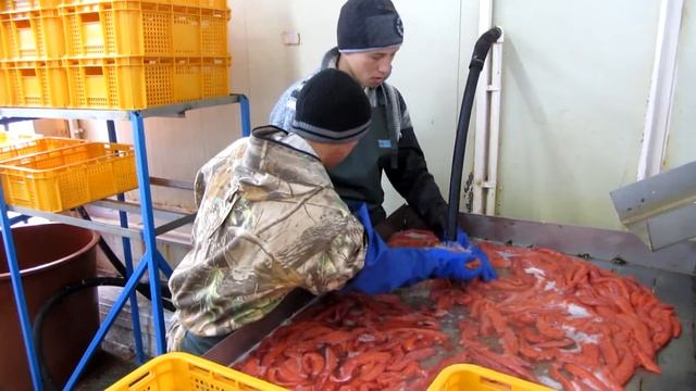 Сортировка и мойка икры смотреть онлайн