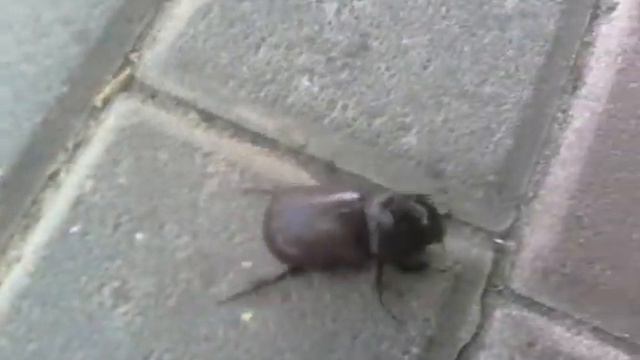 Жук-носорог по асфальту смотреть онлайн