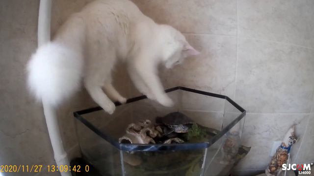 Мы в ответе за тех,кого приручили. Часть 2 смотреть онлайн