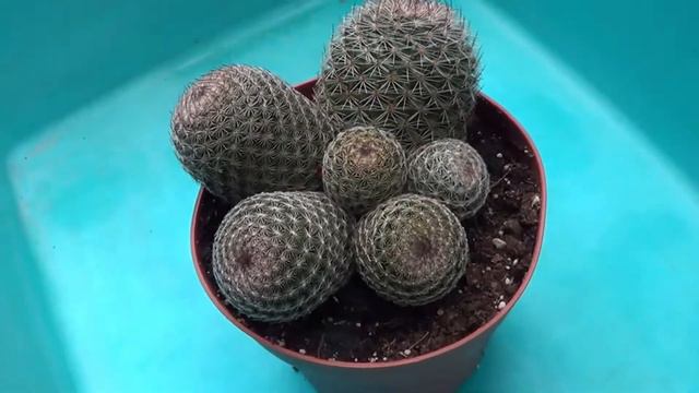 The Plant Traveller: Cactus Talk #mammillaria смотреть онлайн