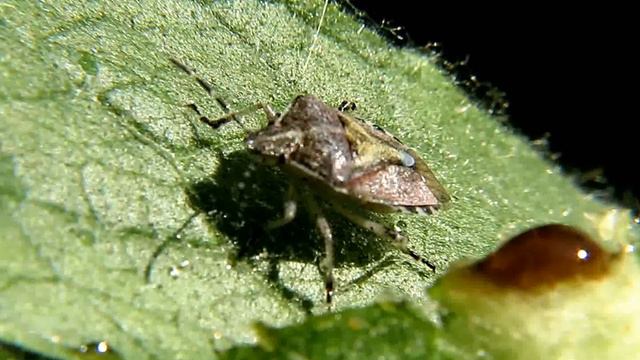 Садовые клопики смотреть онлайн