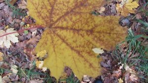 Прошу прощения ...