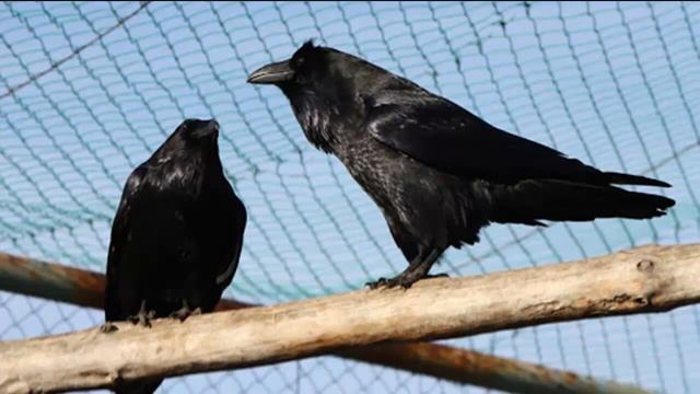 ВОРОНЫ - Птицы-интеллектуалы смотреть онлайн