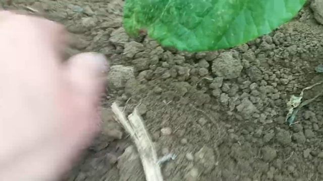 23.04.2022.г Молодой картофеля Херсонская область смотреть онлайн