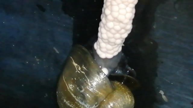 Улитка ампулярии кладка