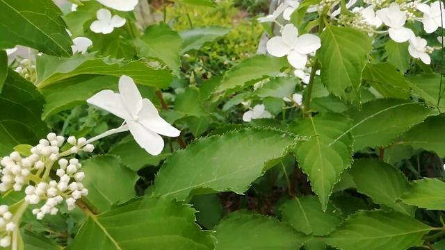 Hydrangea Paniculata Levana Гортензия Левана 2021