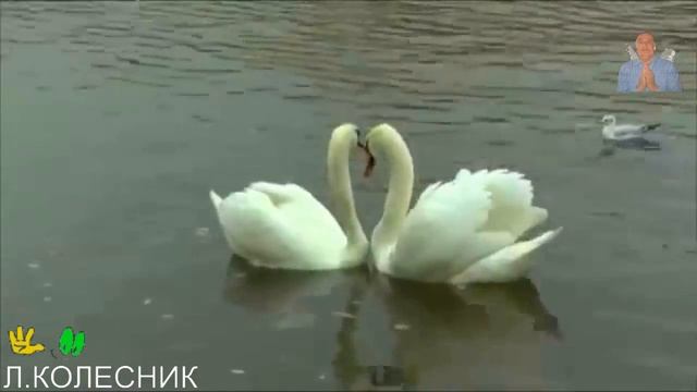...лишили лебедя полета смотреть онлайн
