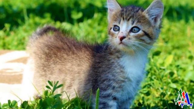 - Что же с вами делать – девушка УВИДЕЛА двух крошечных пищащих КОТЯТ, сидевших возле мусорки смотреть онлайн