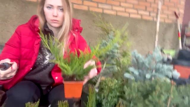 Обратите на это внимание, при покупке растений смотреть онлайн
